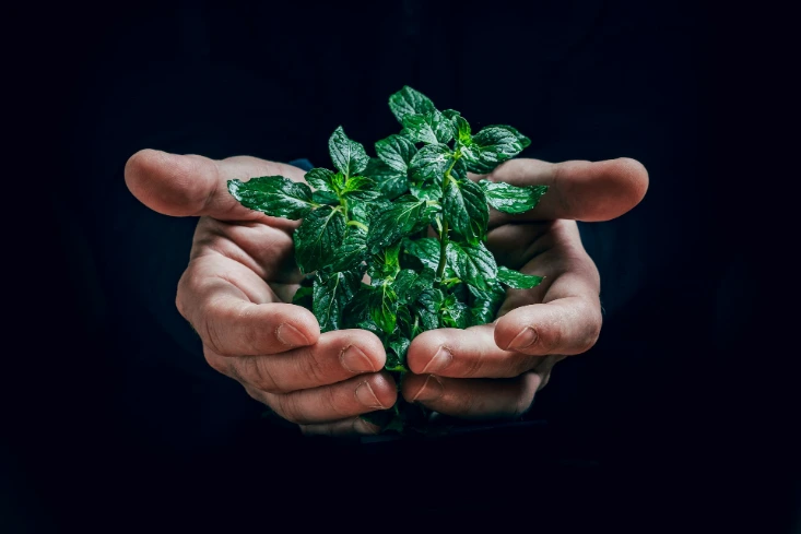 green plant on person's hand